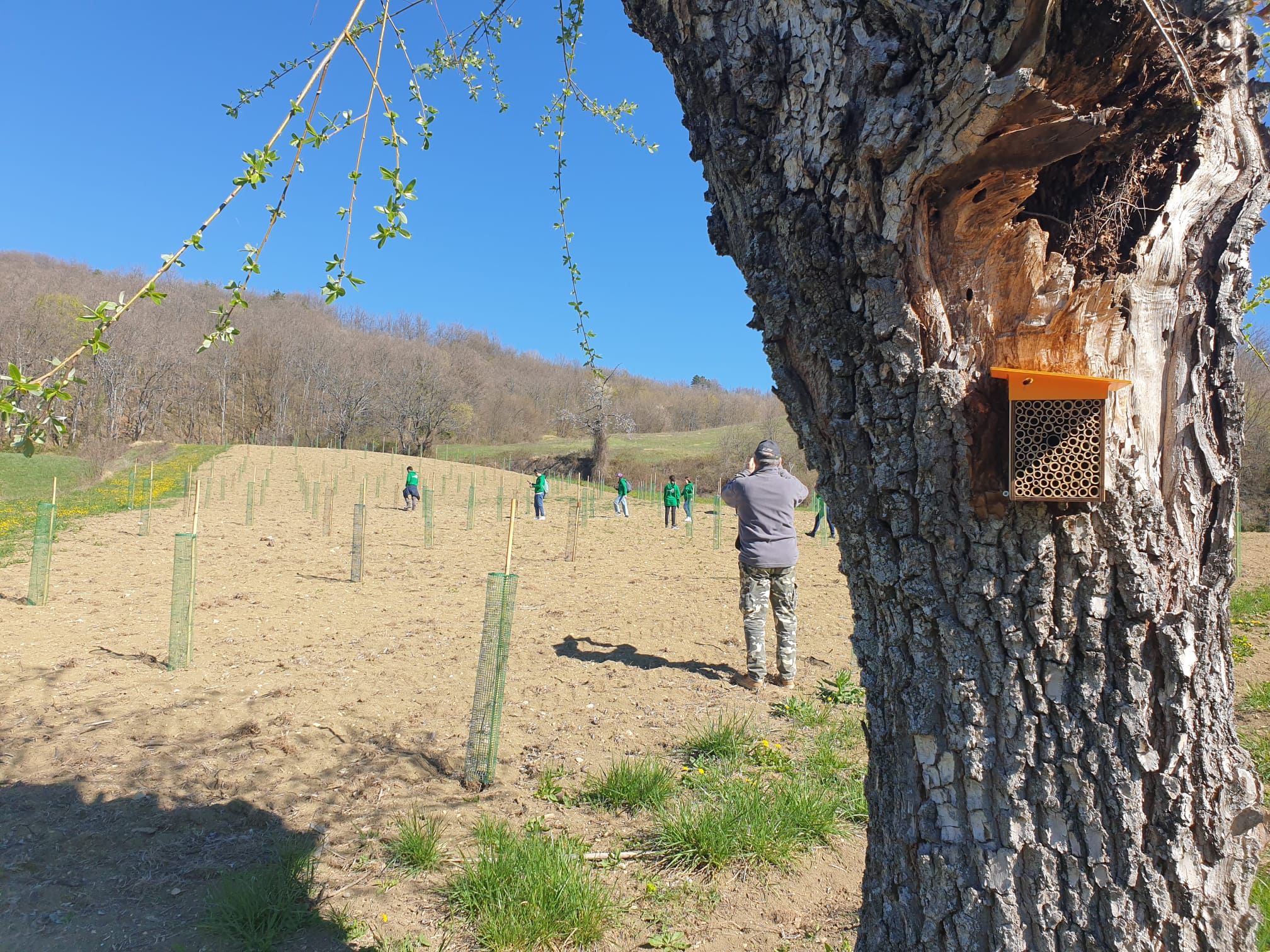 immagine di un albero con casetta di legno per api
